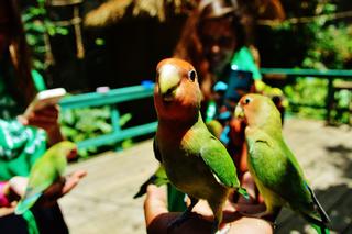 Animal Camp Jamaica photo 1